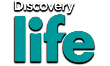 Discovery Life PL